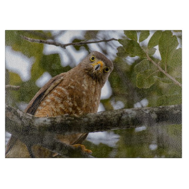 Bird Wildlife, Roadside Hawk Belize (Framsidan)