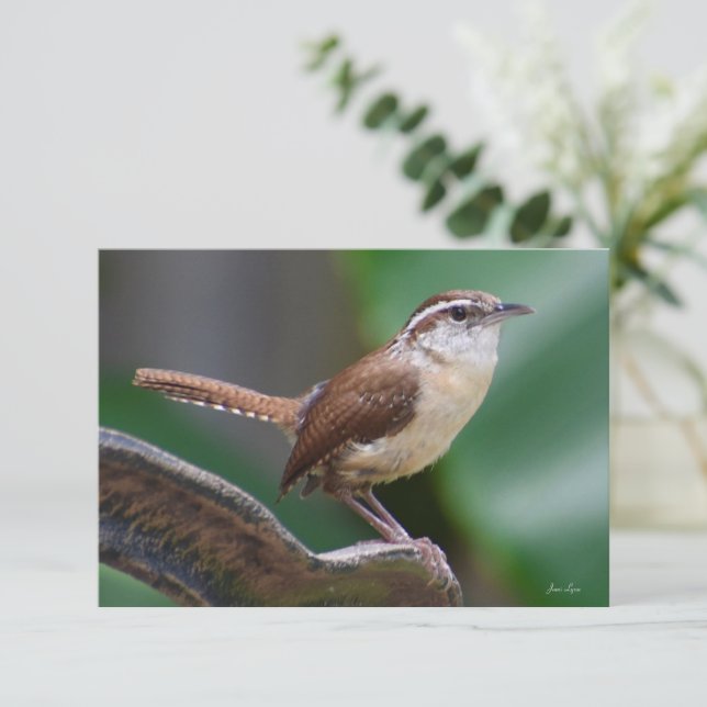 Bird Wren-kort Naturanteckningskort Tack Kort (Stående Fram)