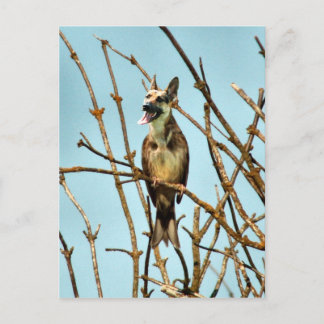 Birdagw Vykort
