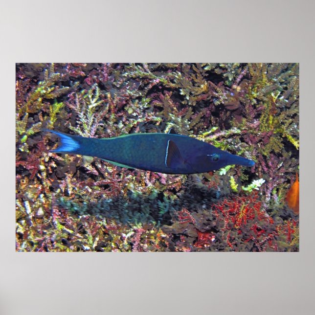 Birdhead Wrasse Poster (Framsidan)