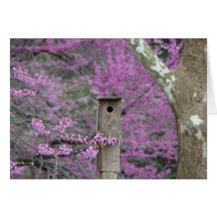 Birdhouse bland Redbud blommar Hälsningskort