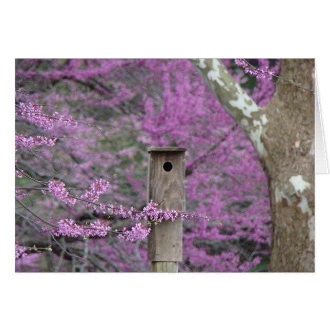 Birdhouse bland Redbud blommar Hälsningskort (Framsidan Horizontal)