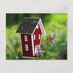 BirdHouse/Fågelhus Vykort