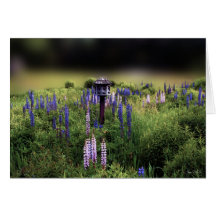 Birdhouse och Lupines