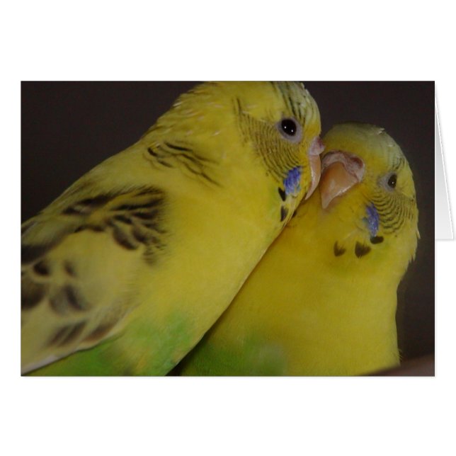 BirdieBird Hälsningskort (Framsidan Horizontal)