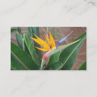 birdofparadisevisitkortar visitkort