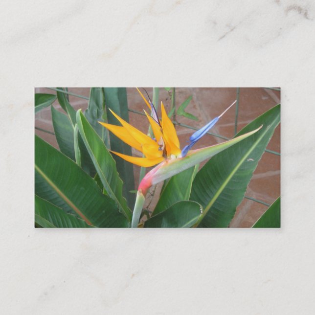 birdofparadisevisitkortar visitkort (Framsida)