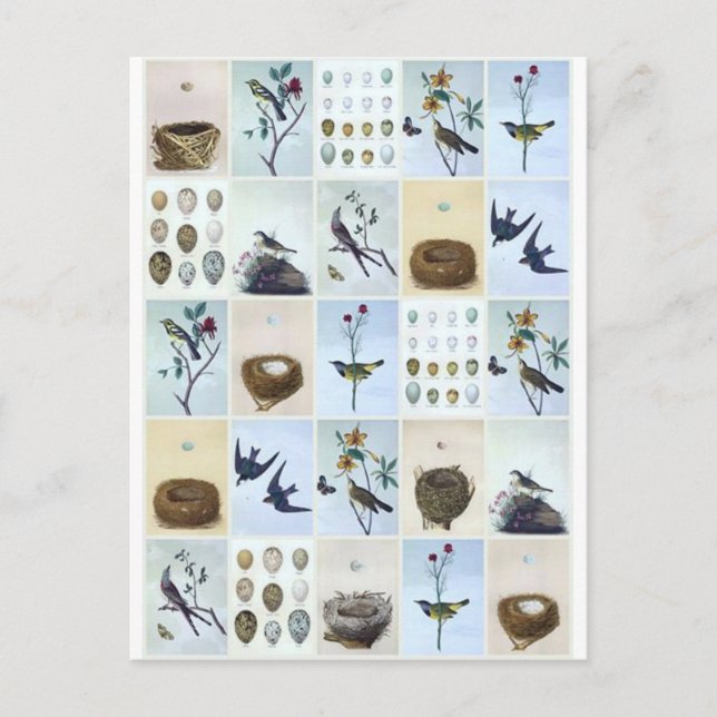 Birds and Nests Vykort (Framsida)