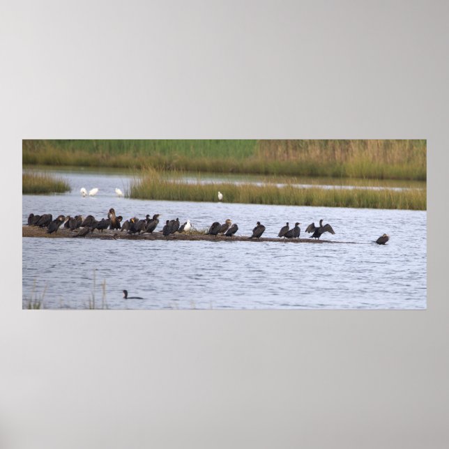 Birds at the Refuge Poster (Framsidan)