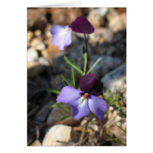 Birds-Foot Violet OBS Kort