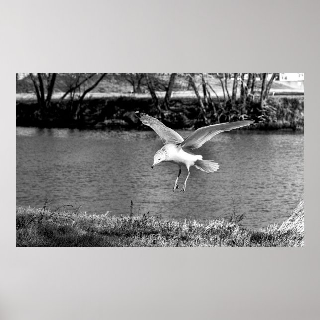 Birds in flight  poster (Framsidan)