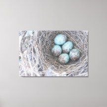 Birds Nest Blue Eggs Nature Photography Canvas