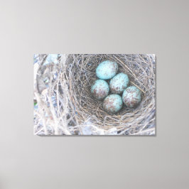 Birds Nest Blue Eggs Nature Photography Canvas