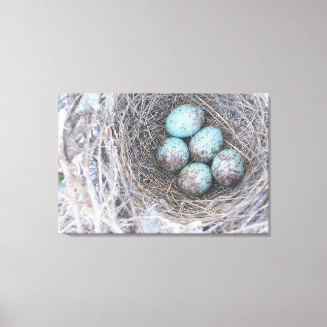 Birds Nest Blue Eggs Nature Photography Canvas (Framsida)