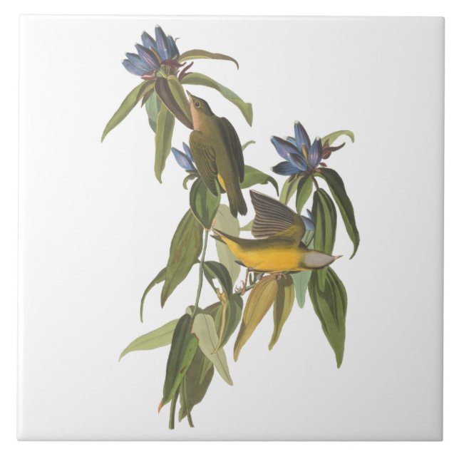 Birds of John James Audubon Kakelplatta (Framsidan)