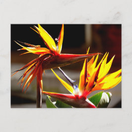 Birds of Paradise : Flower from Mexico Helg Vykort