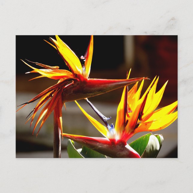 Birds of Paradise : Flower from Mexico Helg Vykort (Framsida)