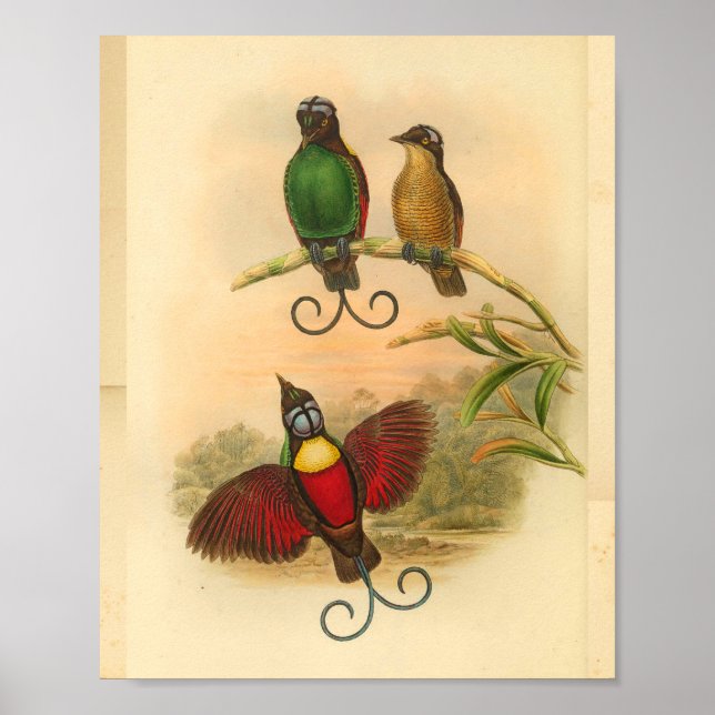 Birds of Paradise Red Green Vintage Print Poster (Framsidan)