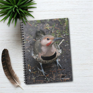 Birds Öga View of Northern Flicker Woodpecker Anteckningsbok