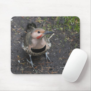 Birds Öga View of Northern Flicker Woodpecker Musmatta