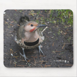 Birds Öga View of Northern Flicker Woodpecker Musmatta