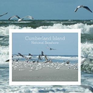 Birds Surfa, Cumberland Island National Seashore Vykort