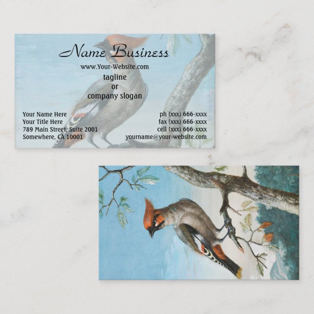 Birdstudie av George Edwards (1694-1773) Visitkort (Fram/baksida)