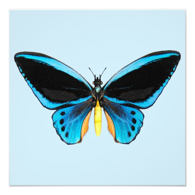 Birdwing Butterfly Fototryck (Framsidan)