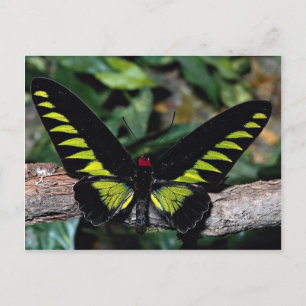 Birdwing butterfly, Trogonoptera brookiana, Malays Vykort