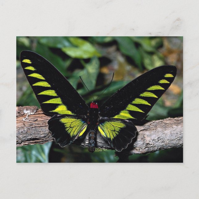 Birdwing butterfly, Trogonoptera brookiana, Malays Vykort (Framsida)
