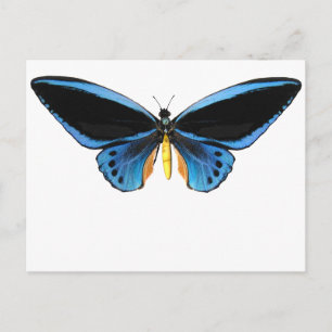 Birdwing Butterfly Vykort