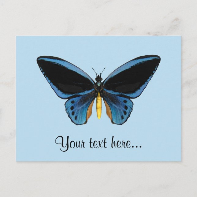 Birdwing Butterfly Vykort (Framsida)