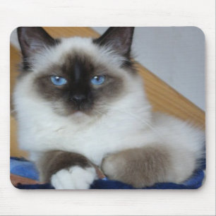 birman 2.png musmatta