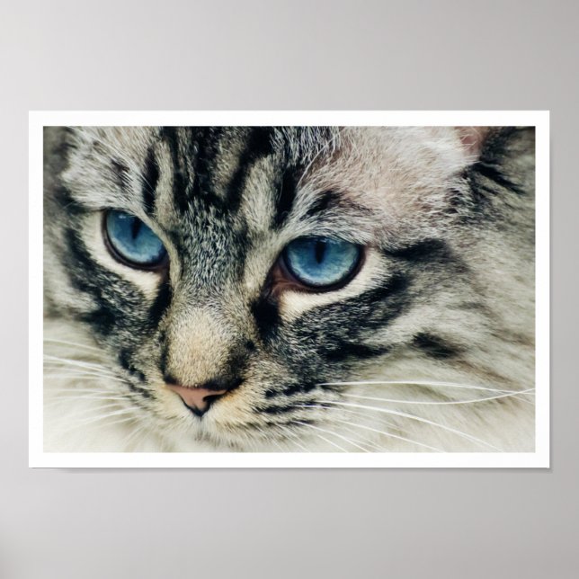 Birman Cat Ansikte Close-up Print Poster (Framsidan)