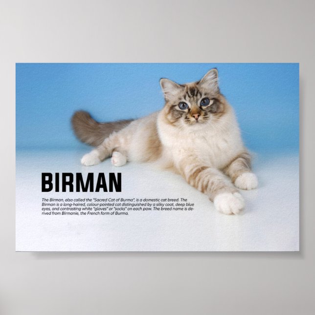 Birman Cat Breed - Burmas Helig-katt Poster (Framsidan)