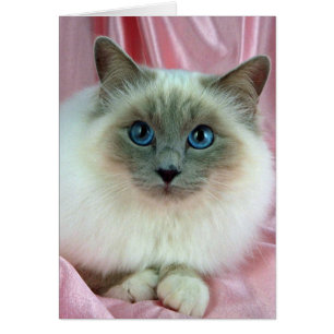 Birman, lilac point hälsningskort