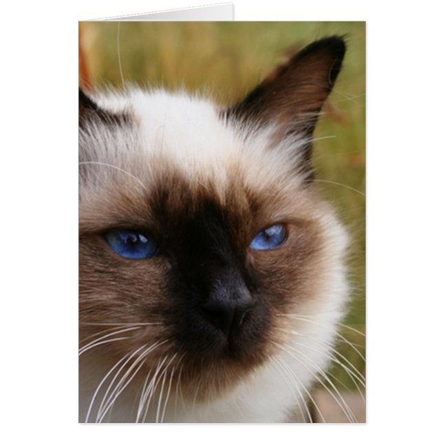 Birman.png Hälsningskort (Framsidan)