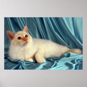 Birman som är röd pekar poster