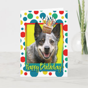 Birthday Cupcoa - Australian Cattle Hund Kort