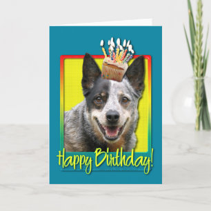 Birthday Cupcoa - Australian Cattle Hund Kort