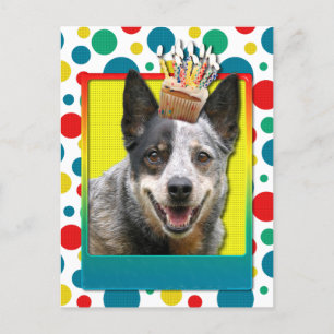 Birthday Cupcoa - Australian Cattle Hund Vykort