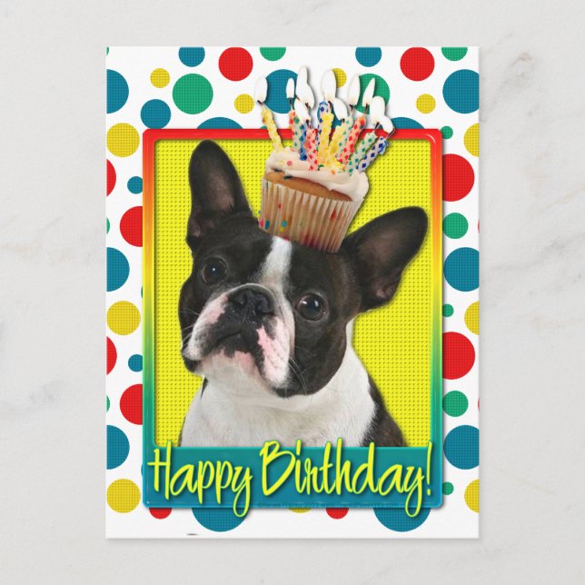 Birthday Cuptårta - Boston Terrier Vykort (Framsida)
