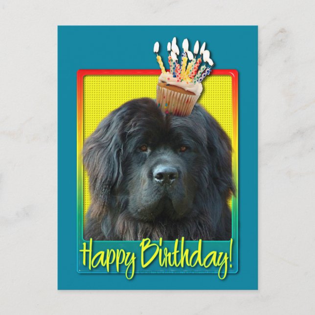 Birthday Cuptårta - Newfoundland Vykort (Framsida)