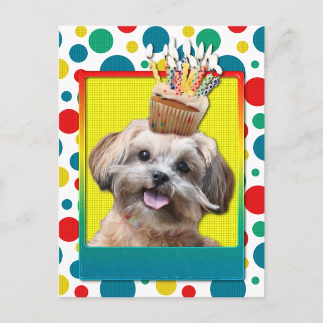 Birthday Cuptårta - Shih Poo - Maggie Vykort (Framsida)