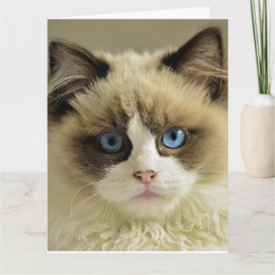 BIRTHDAY CUTE CAT PERSIAN Greeting Card Kort