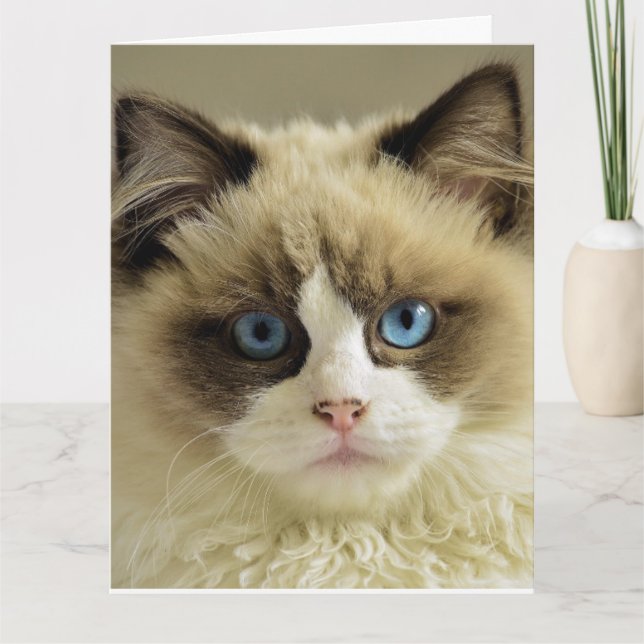 BIRTHDAY CUTE CAT PERSIAN Greeting Card Kort (Framsida)