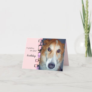 Birthday Hälsning Gräns Collie Kort