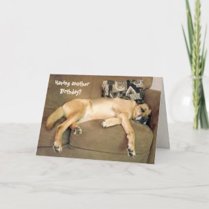 Birthday Hound Hund Kort