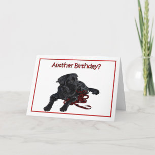 Birthday Humor Black Labrador Retriever Kort