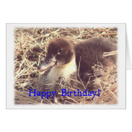Birthday Muscovy Duckling Hälsningskort